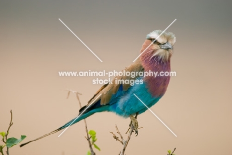 Lilac Breasted Roller sitting on a twig in Kenya