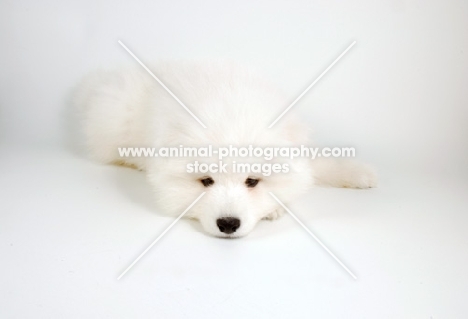 fatigued 9 week old Samoyed puppy on white background