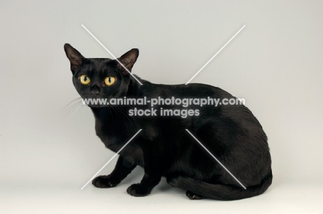 bombay cat crouching on grey background
