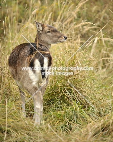 Fallow deer, hind view