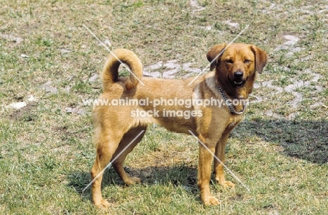 Austrian Short haired Pinscher