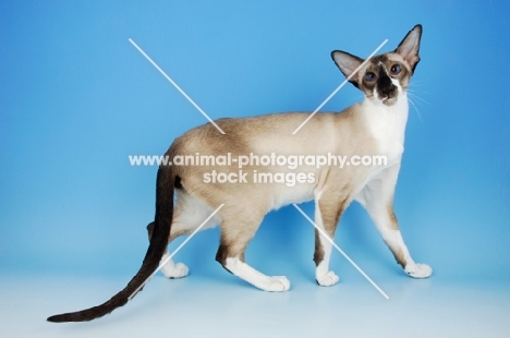 seal and white oriental shorthair cat