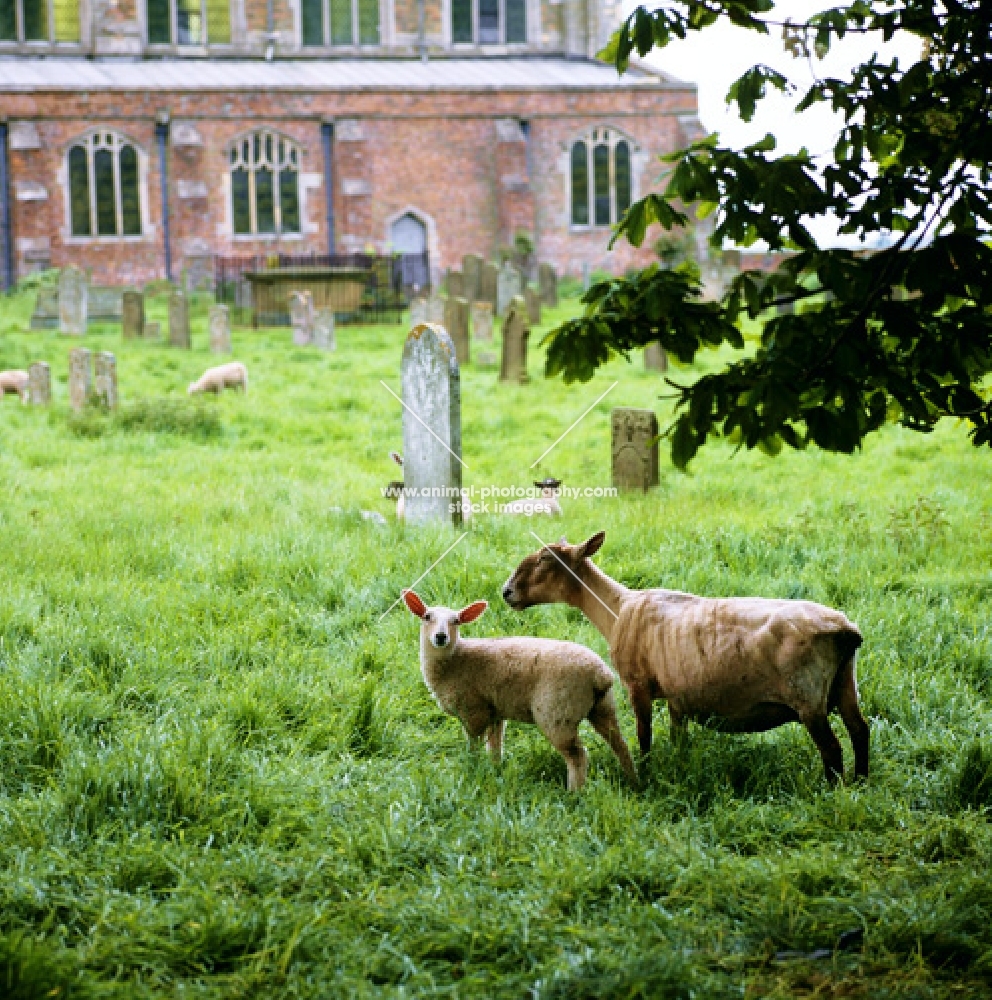 Sheep in churchyard for grazing