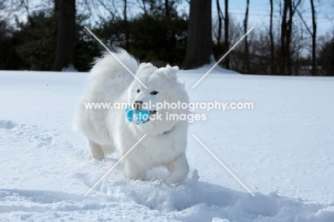 Samoyed dog playing in snow