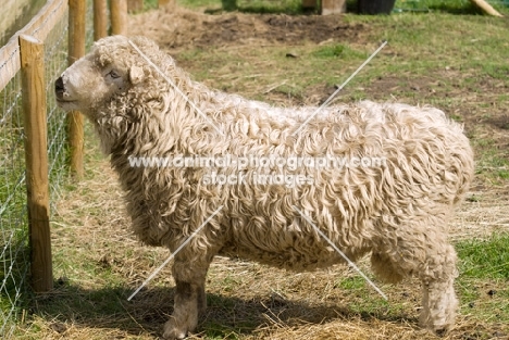 Greyface Dartmoor posed