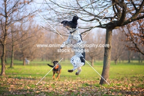 black and white english springer spaniel jumping to catch a treat 
