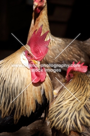 Leghorn cockerel and chicken