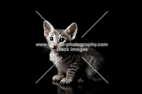 peterbald kitten looking cute