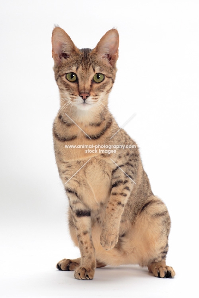 female Savannah cat sitting on white background