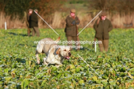 Labrador Retriever on a hunt