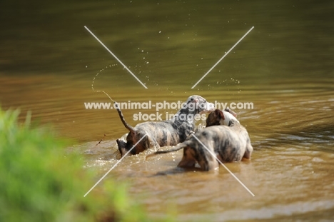 young Whippet puppies in river