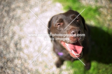 chocolate labrador retriever smiling at at the camera