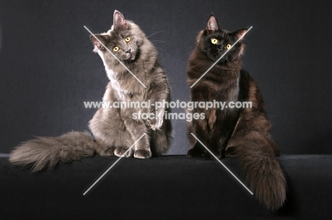 2 Maine Coons looking at camera on grey background