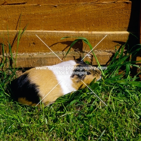tortoiseshell and white short-haired pet guinea pig in pen on grass