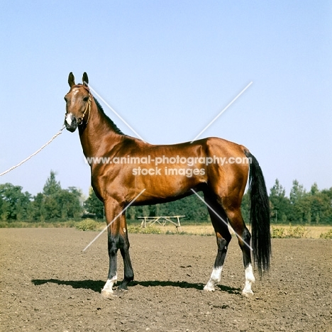 amulet, akhal teke stallion at piatigorsk hippodrome looking at camera