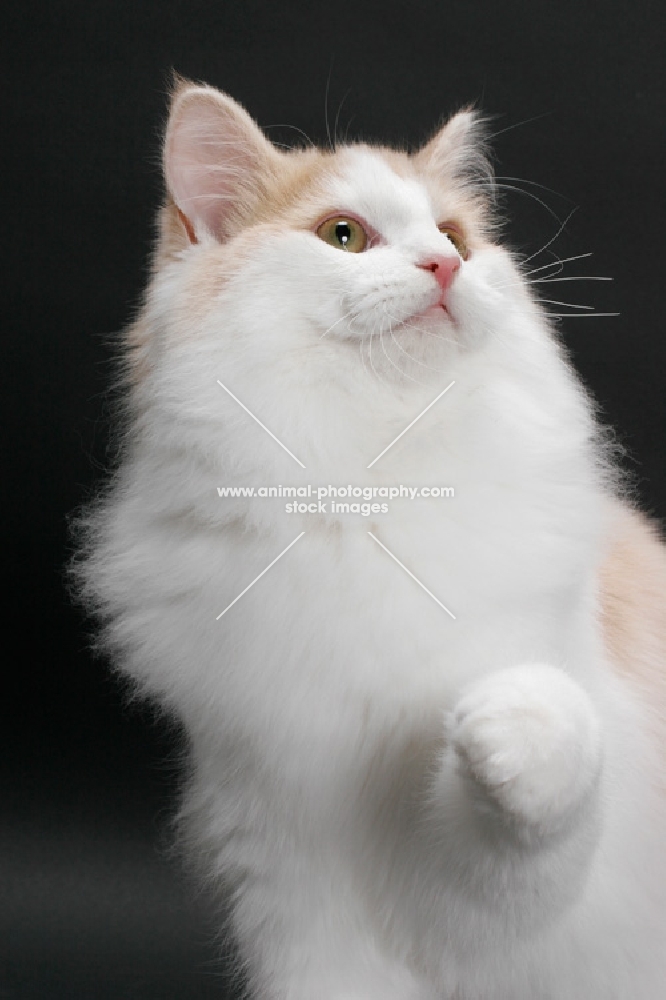 Cream and White Norwegian Forest cat, looking up