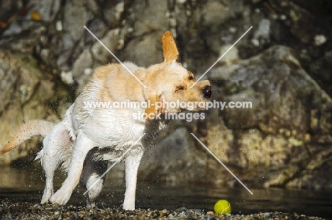 cream Labrador Retriever shaking out