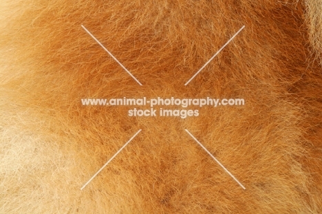 Australian Grand Champion Chow Chow, coat close up