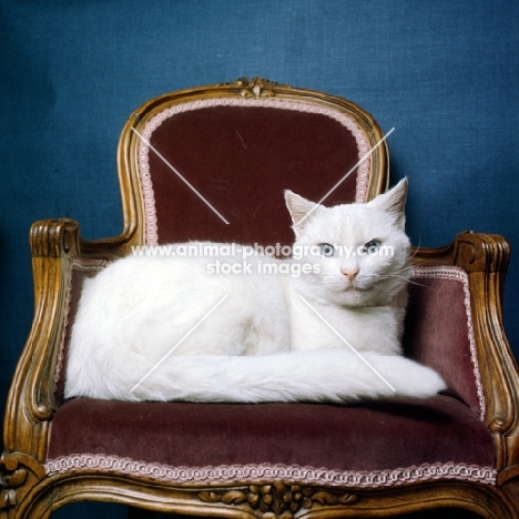 blue eyed white short hair cat in a chair