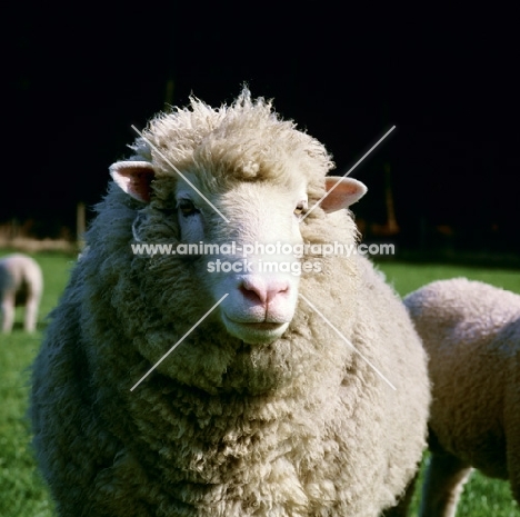 poll dorset sheep portrait