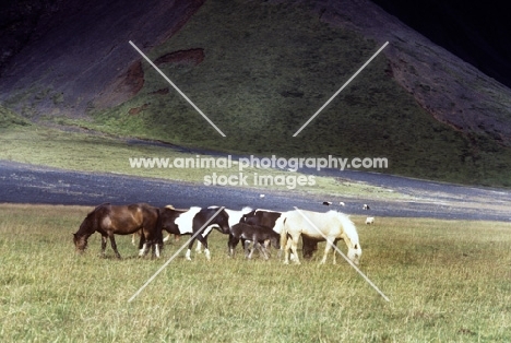 herd of iceland horses grazing in Iceland