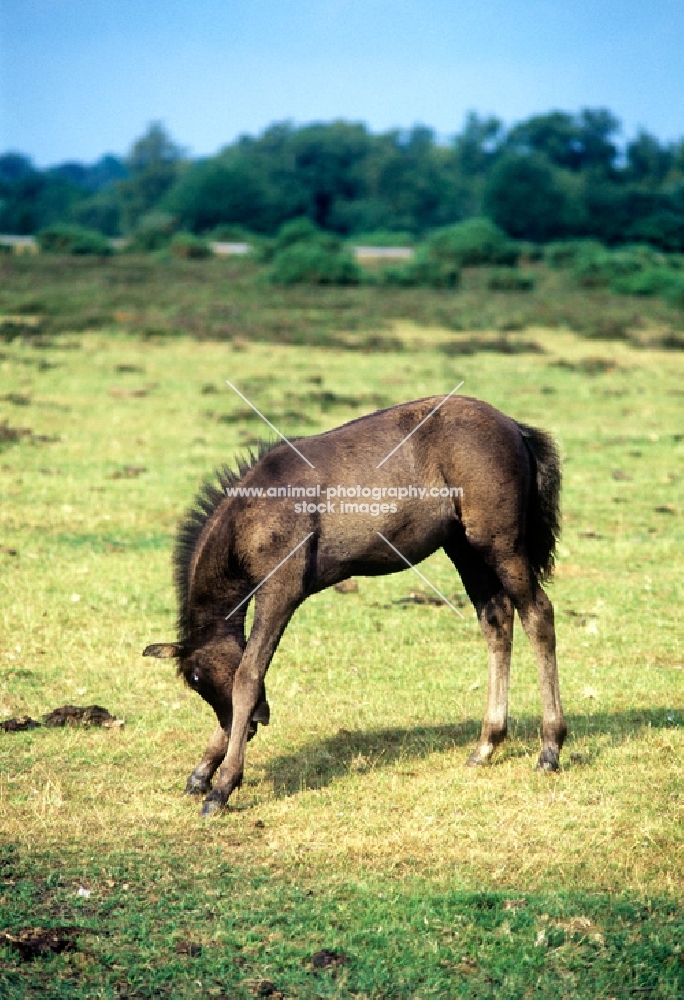 new forest pony foal rubbing its face on its legs