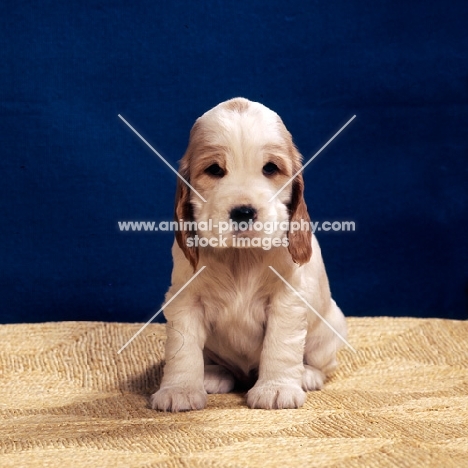 english cocker spaniel puppy sitting on a mat