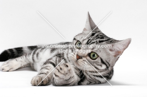 American Shorthair, lying down on white background, reaching over