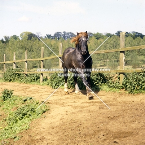 welsh cob (section d) stallion patrolling his territory