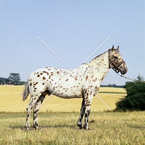 kronplet, knabstrup stallion