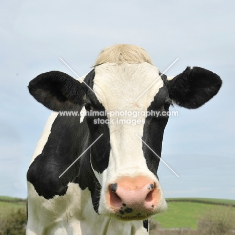 holstein friesian close up