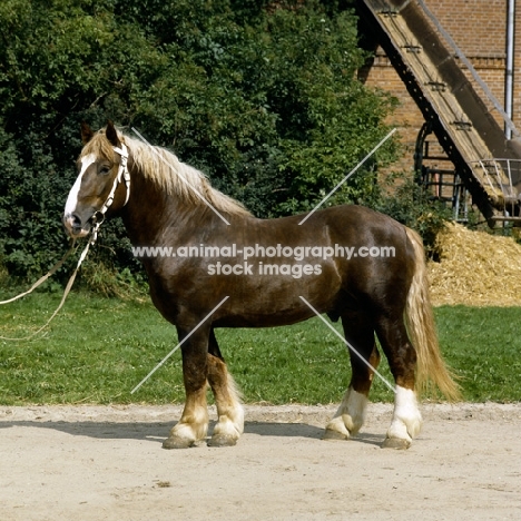 schleswig stallion in farm yard