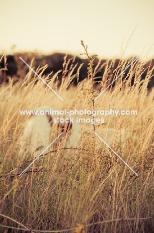 Irish Red and White Setters behind long grass; treat searching