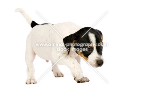 Jack Russell puppy isolated on a white background