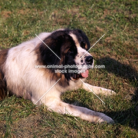 moscow guard dog at exhibition of economic achievement, moscow