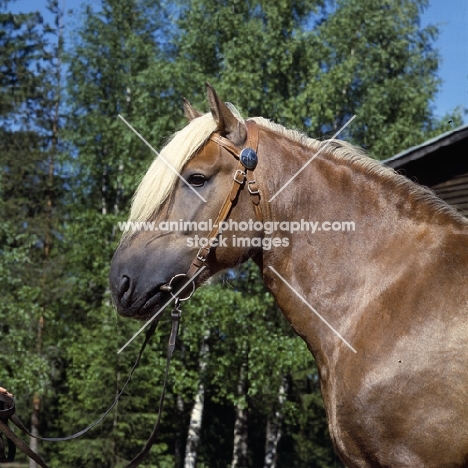Kajova 6993, Finnish Horse at YpÃ¤jÃ¤, head study