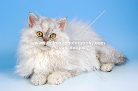 shaded silver selkirk rex cat lying down
