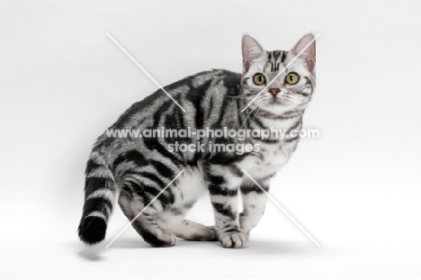 American Shorthair, Silver Classic Tabby, looking away