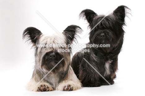 Skye Terriers in studio (Santlin Suitably Tired and Santlin Shop A Holic)