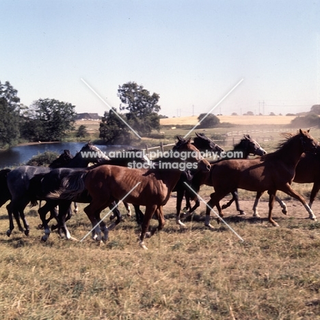 herd of Shagya Arabs running