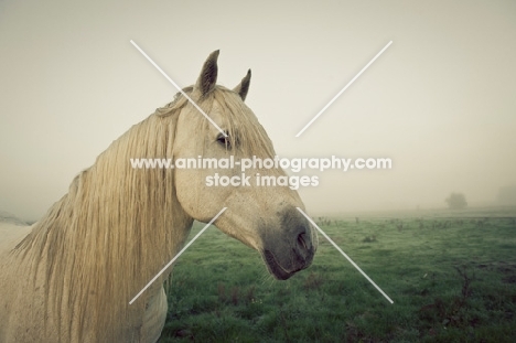 Andalusian in fog.