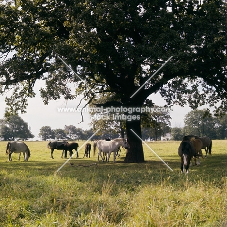 welsh mountain ponies at dalhabboch stud