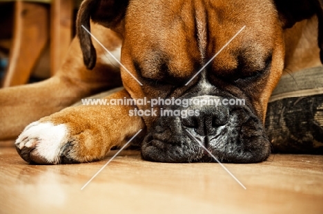 Boxer sleeping on pillow