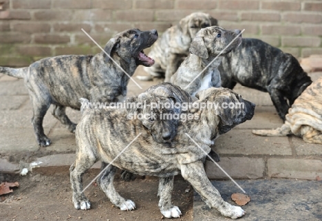 seven Cimarron Uruquayo puppies on pavement