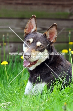 Australian Kelpie 