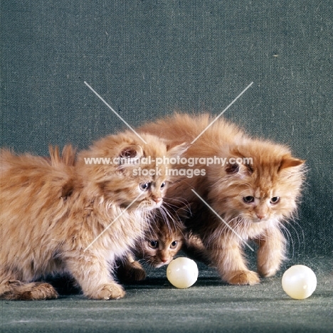 three red tabby long hair kittens