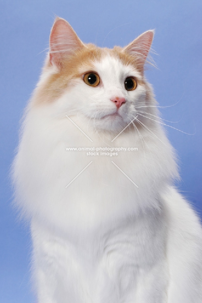 Cream Mackerel Tabby & White Norwegian Forest Cat
