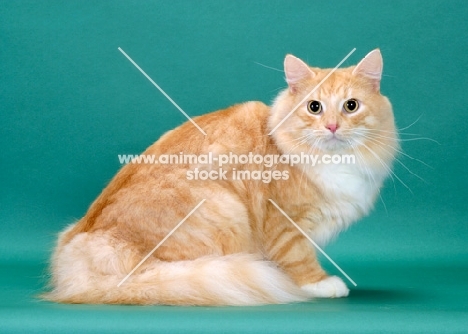 Red Silver Mackerel Tabby & White Norwegian Forest Cat, on green background