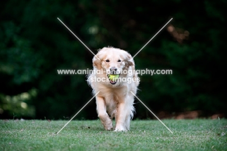 golden retriever running with tennis ball in mouth