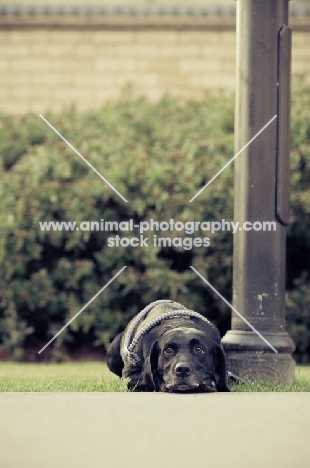 black Labrador Retriever near lamp post